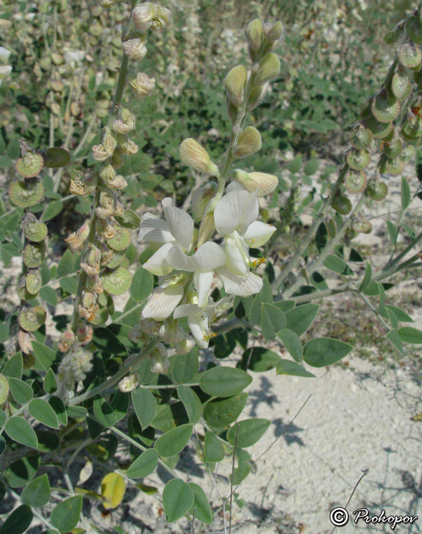 Image of Onobrychis pallasii specimen.