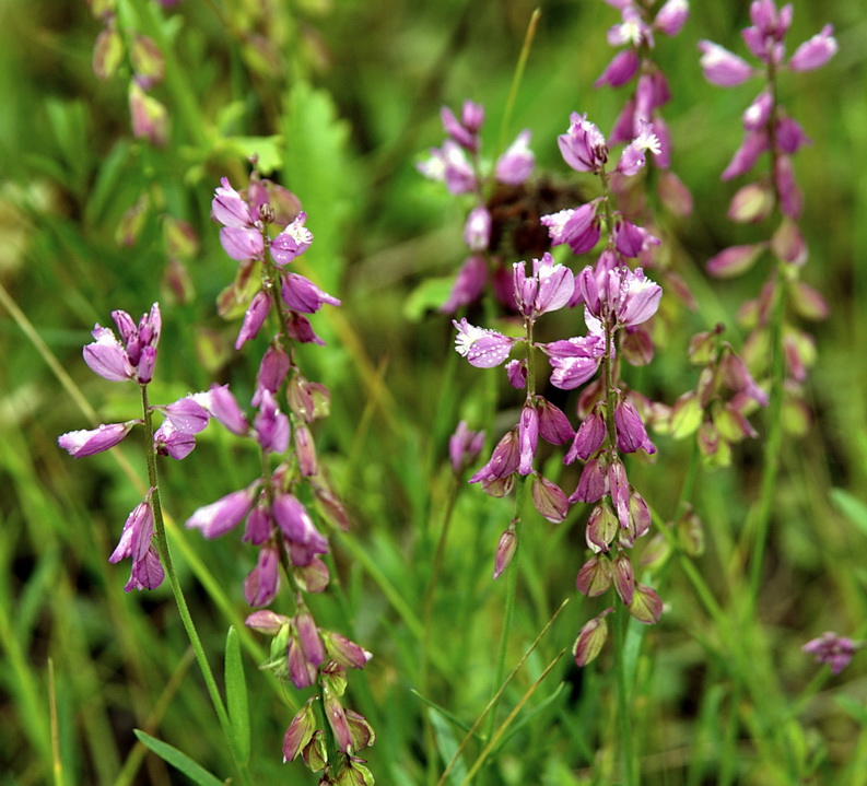 Image of Polygala wolfgangiana specimen.