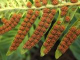 Polypodium vulgare