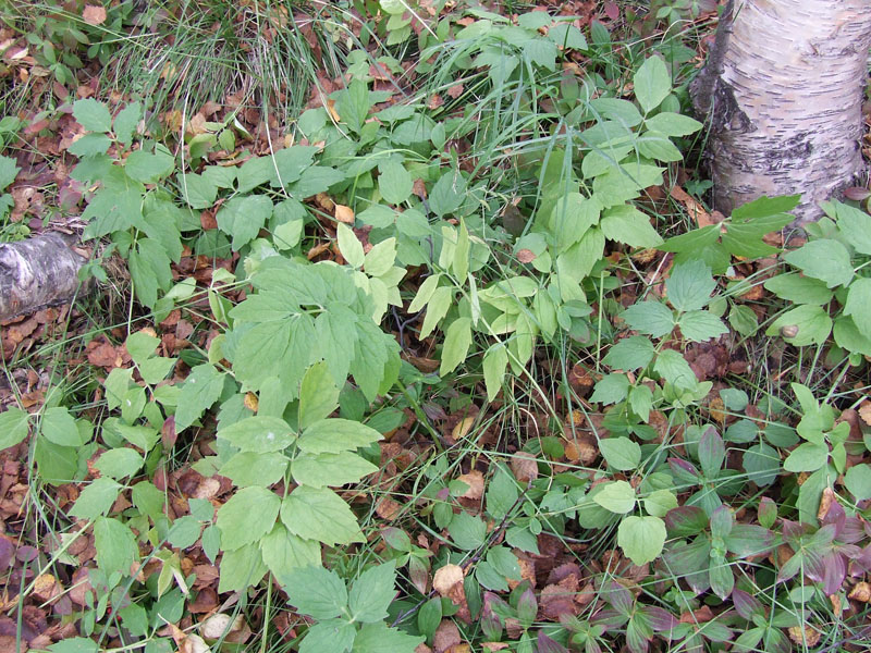 Image of Valeriana sambucifolia specimen.