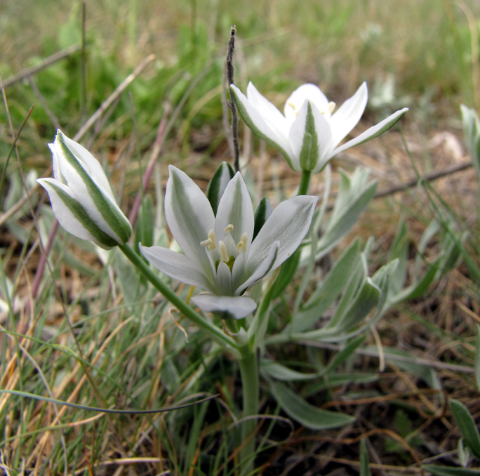 Image of Ornithogalum navaschinii specimen.