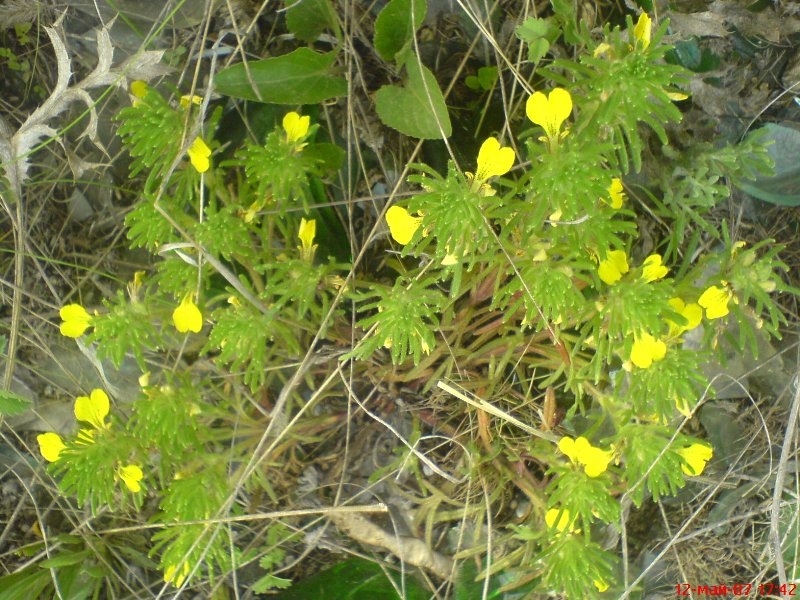 Image of Ajuga chia specimen.