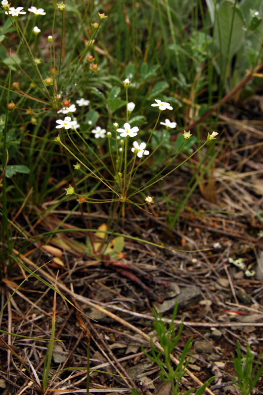 Image of Androsace lactiflora specimen.