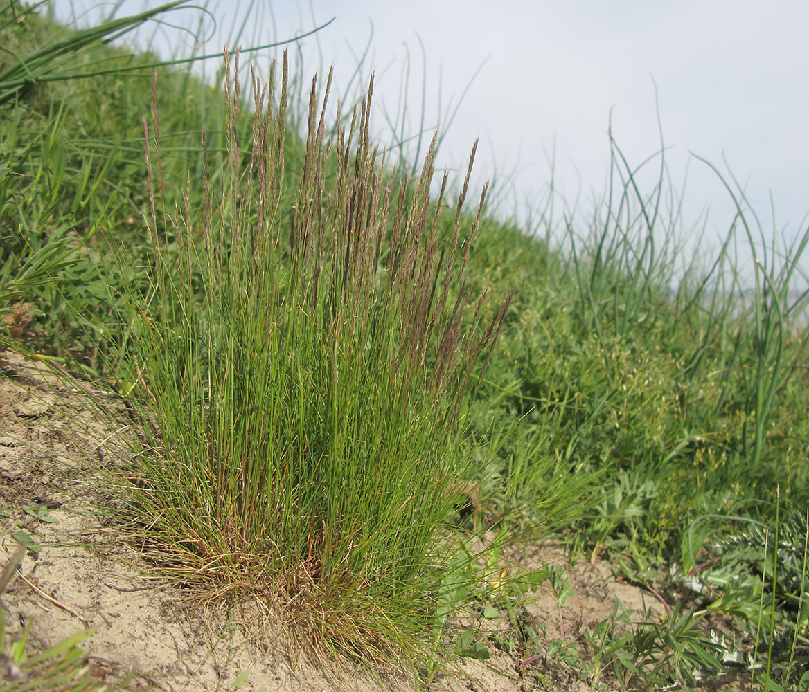 Изображение особи Festuca rubra.