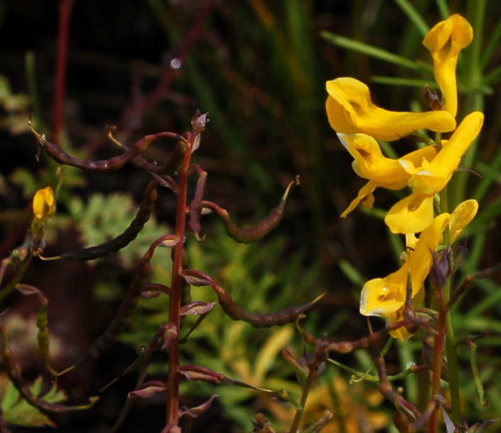 Image of Corydalis speciosa specimen.