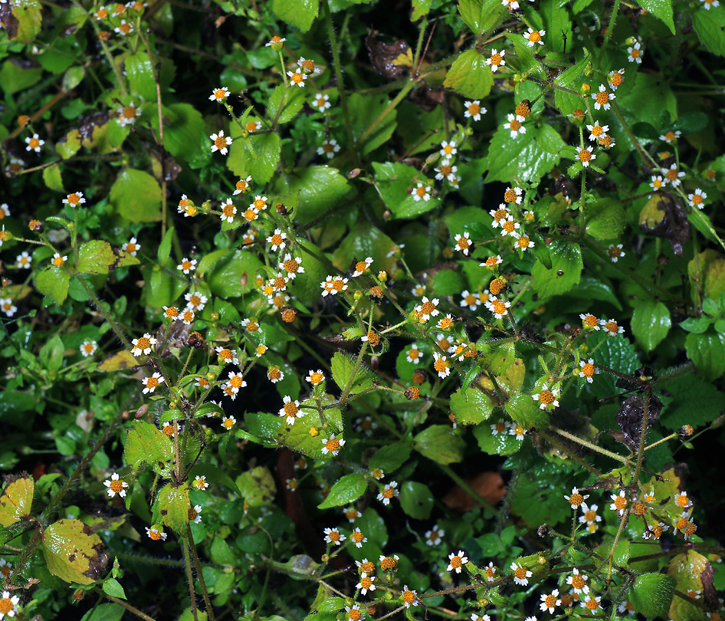 Image of Galinsoga quadriradiata specimen.