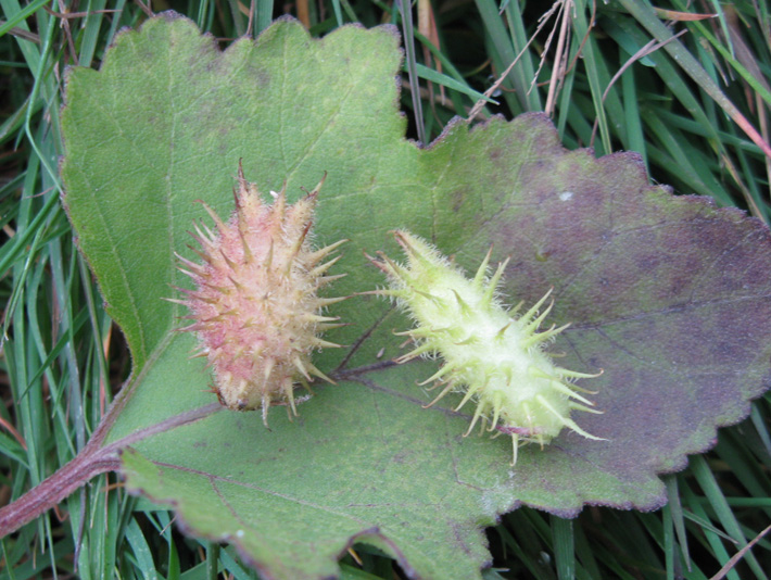 Image of Xanthium orientale specimen.