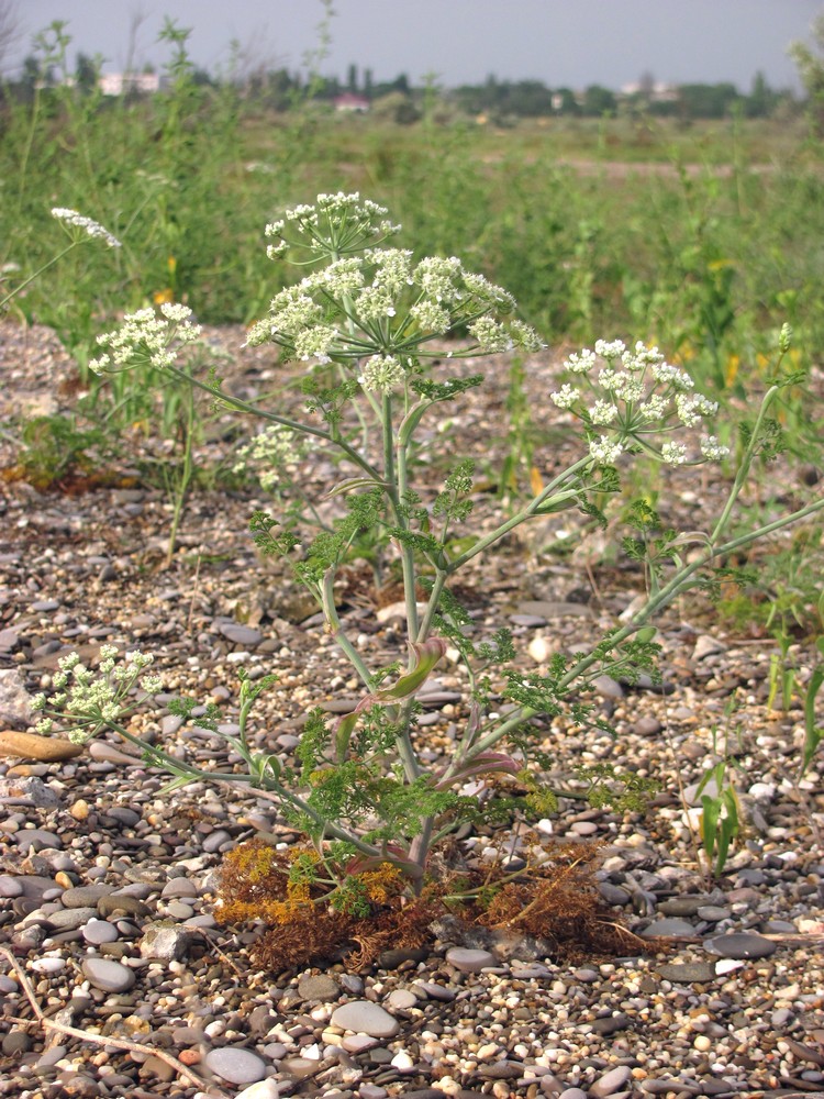 Image of Astrodaucus littoralis specimen.