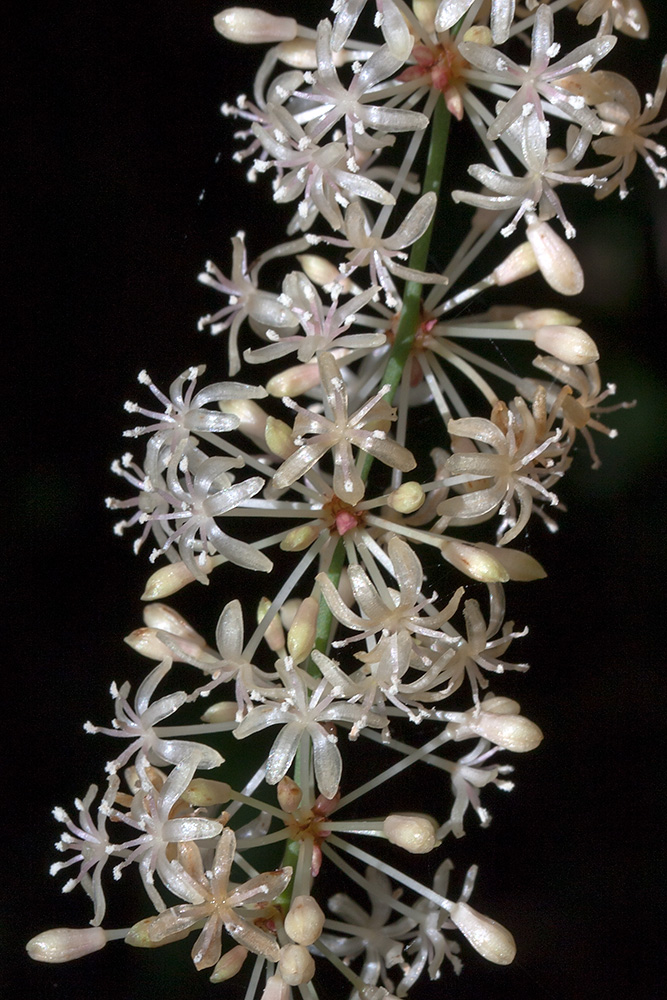 Image of Smilax aspera specimen.