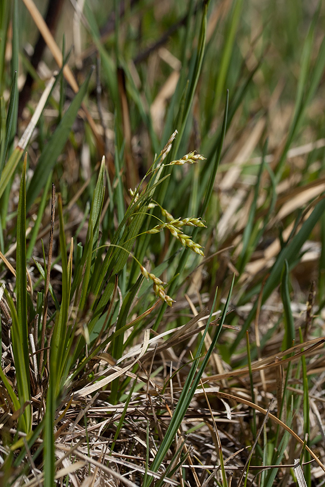 Image of Carex capillaris specimen.