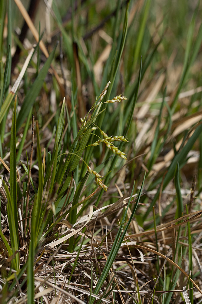 Изображение особи Carex capillaris.