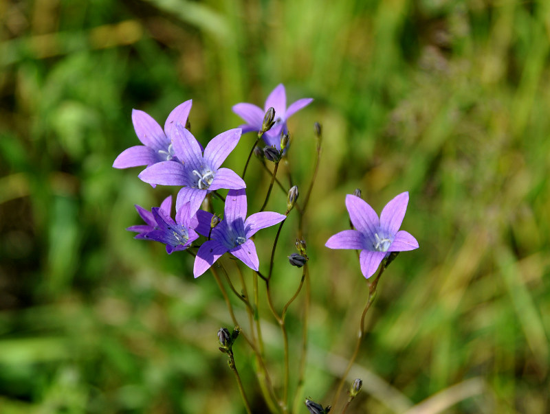 Image of Campanula patula specimen.