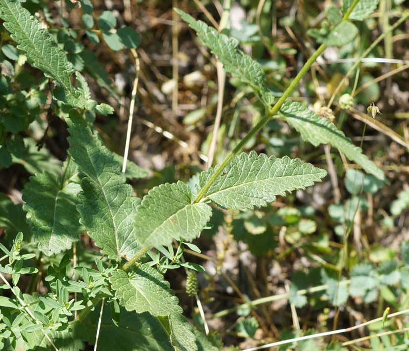 Image of Betonica betoniciflora specimen.