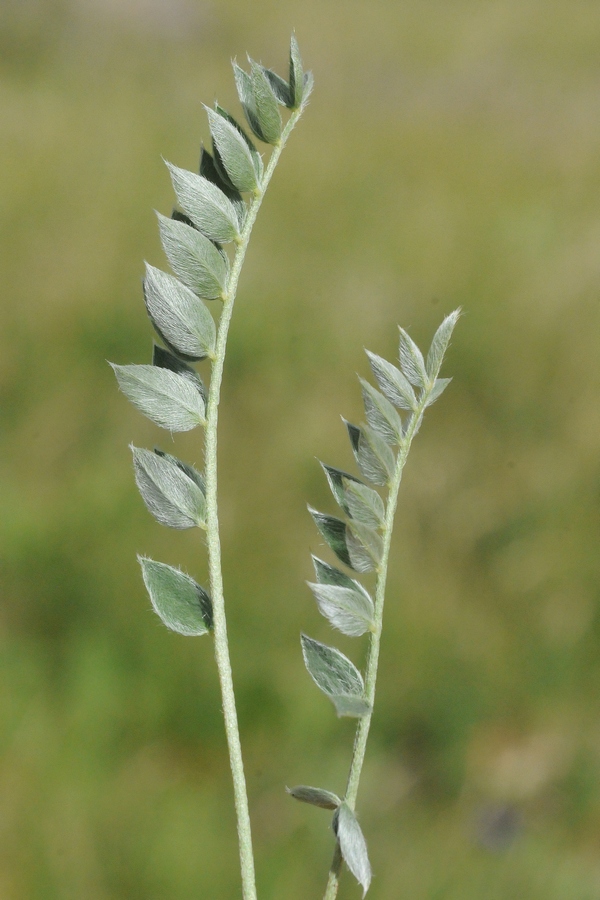 Image of genus Oxytropis specimen.