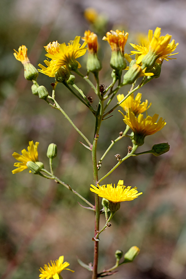 Изображение особи Hieracium robustum.