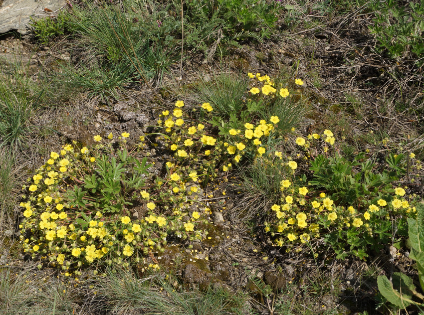 Image of Potentilla humifusa specimen.