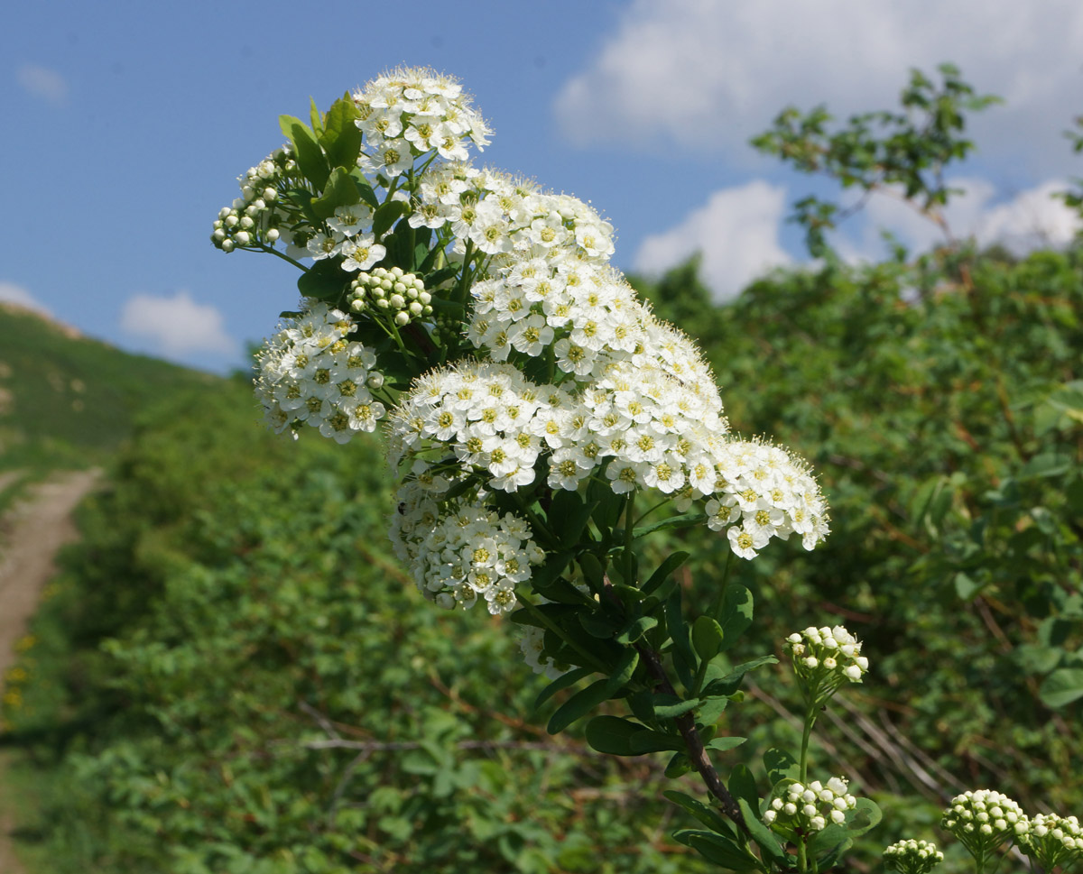 Изображение особи Spiraea media.