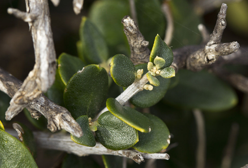 Image of Olea europaea var. sylvestris specimen.