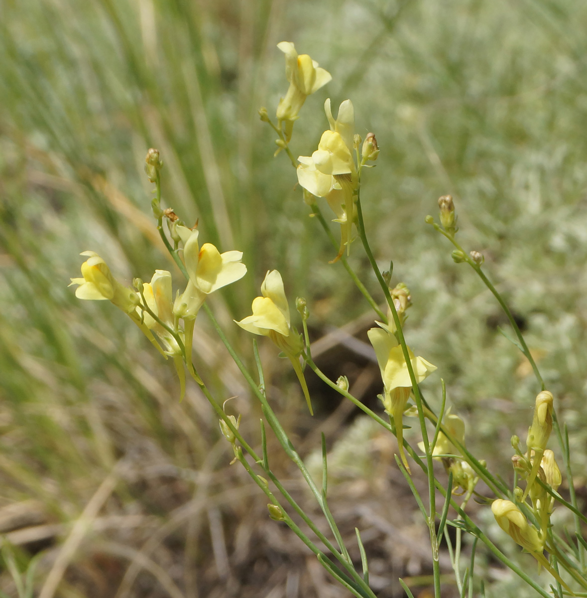 Image of genus Linaria specimen.