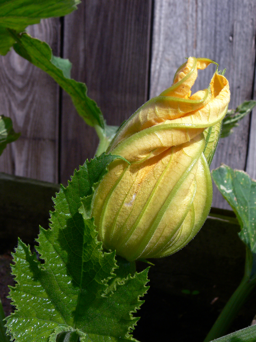 Image of Cucurbita pepo specimen.