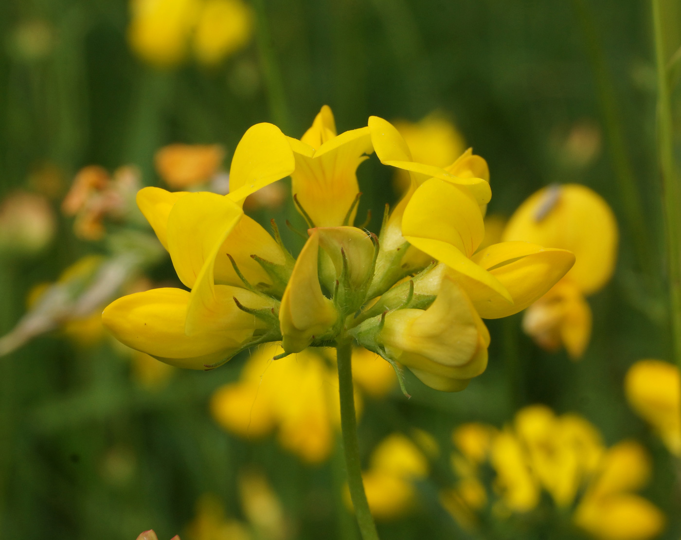 Image of Lotus corniculatus specimen.