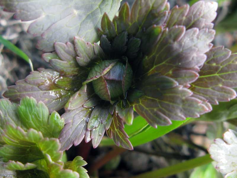 Image of Trollius asiaticus specimen.