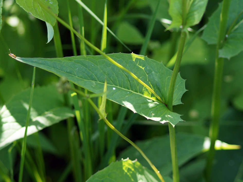 Изображение особи Crepis paludosa.