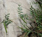 genus Vicia