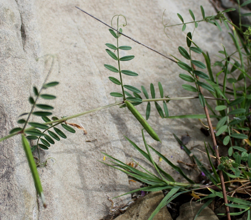 Image of genus Vicia specimen.