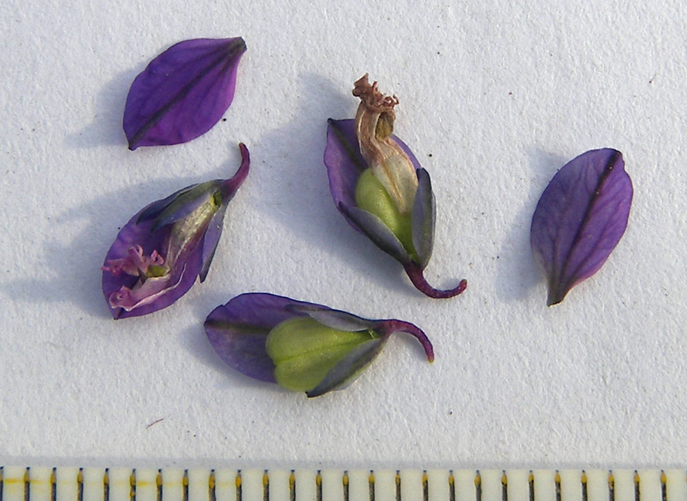 Image of Polygala comosa specimen.