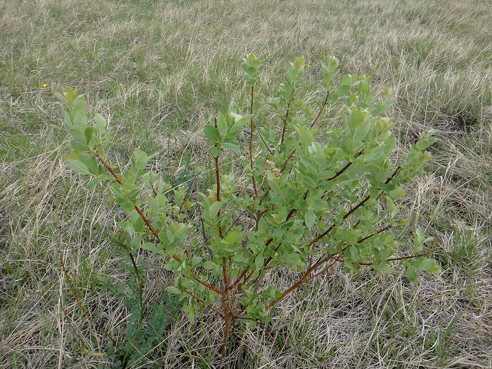 Image of Salix abscondita specimen.