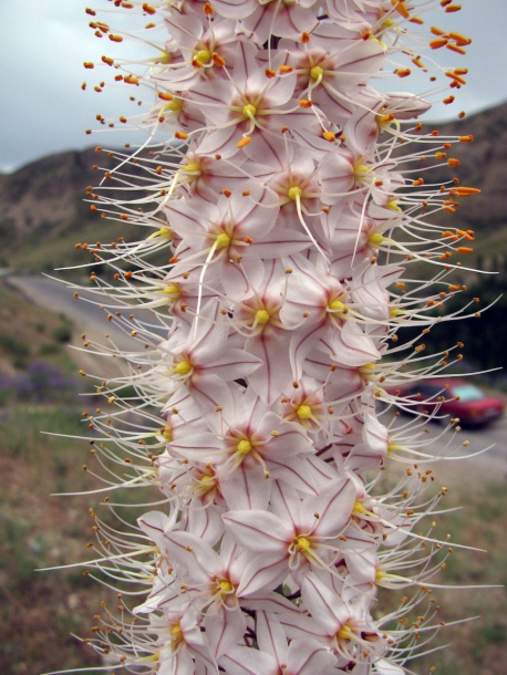 Image of Eremurus olgae specimen.