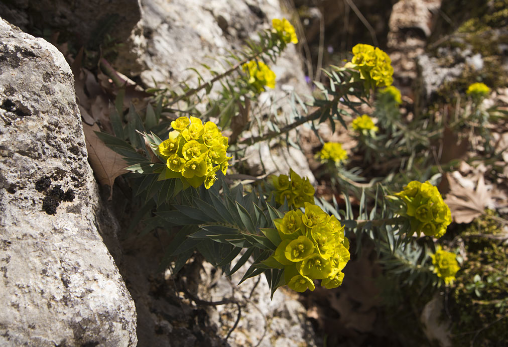 Image of Euphorbia rigida specimen.