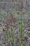 Spiraea salicifolia