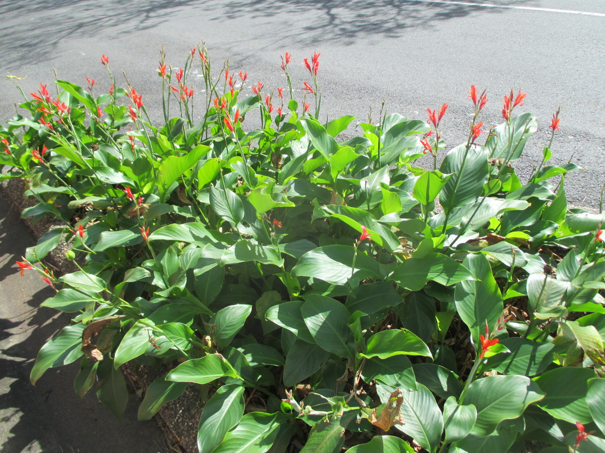 Image of Canna indica specimen.