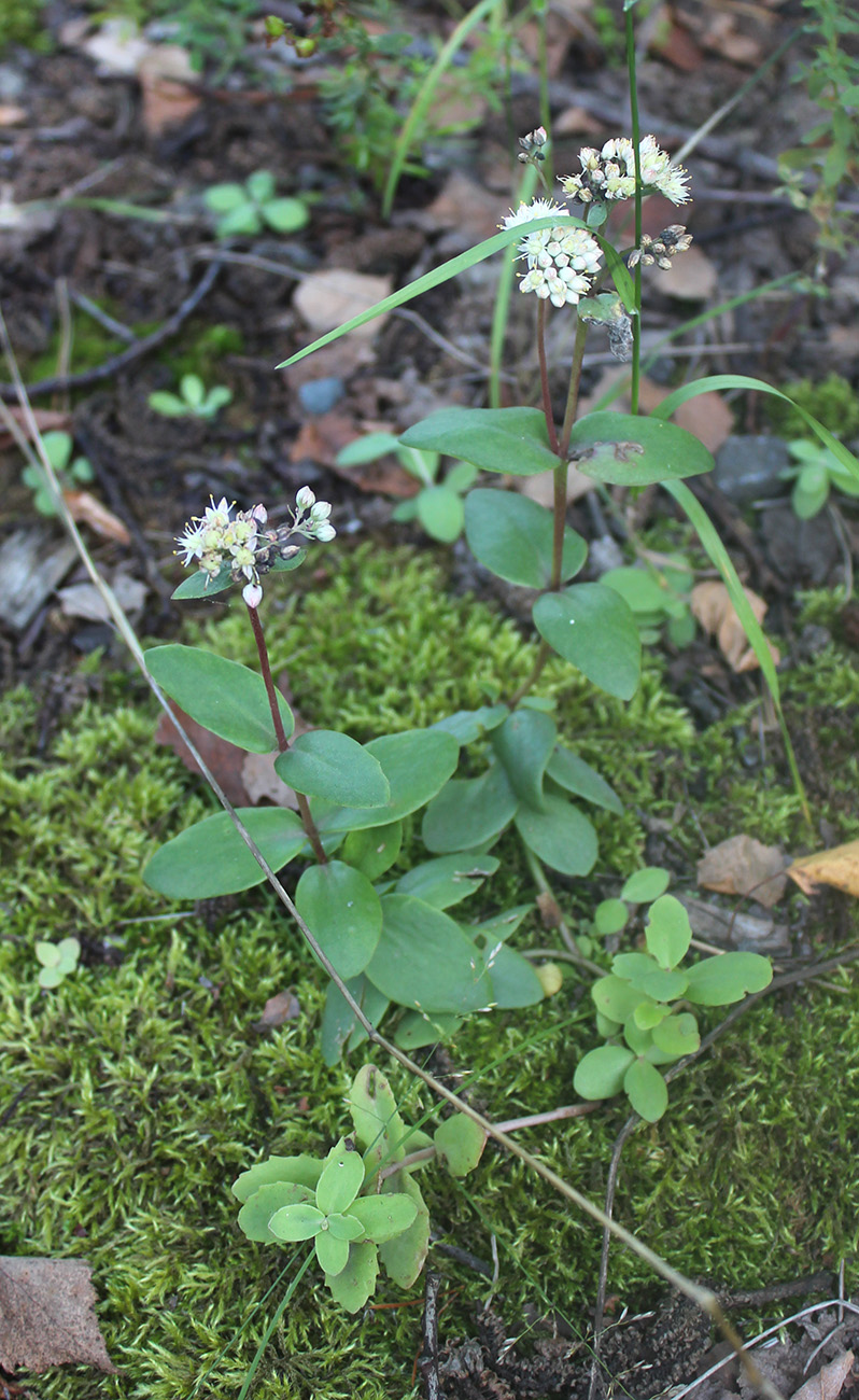 Image of Hylotelephium ruprechtii specimen.