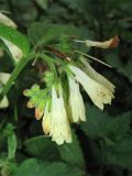 Symphytum grandiflorum. Соцветие. Нидерланды, Гронинген, городской парк Stadspark. 27 апреля 2010 г.