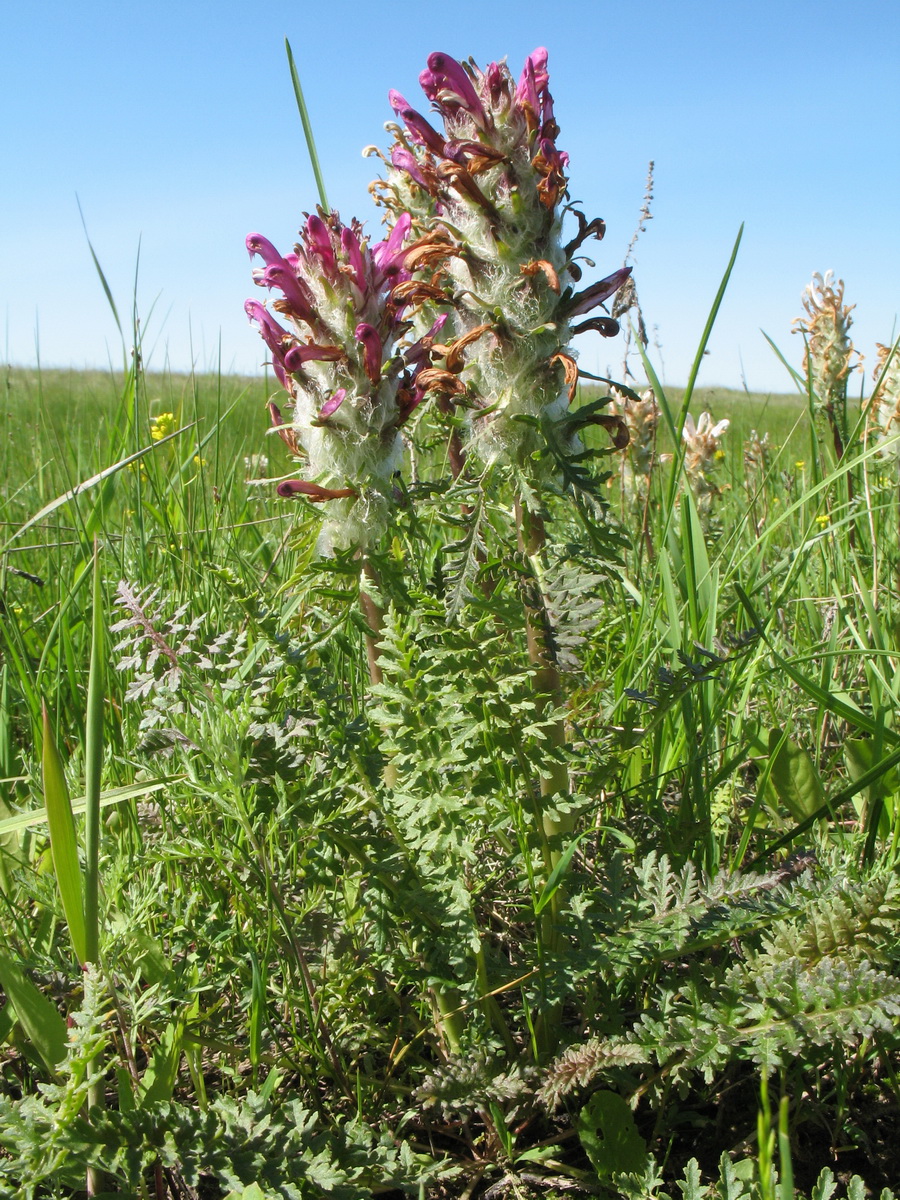 Image of Pedicularis dasystachys specimen.