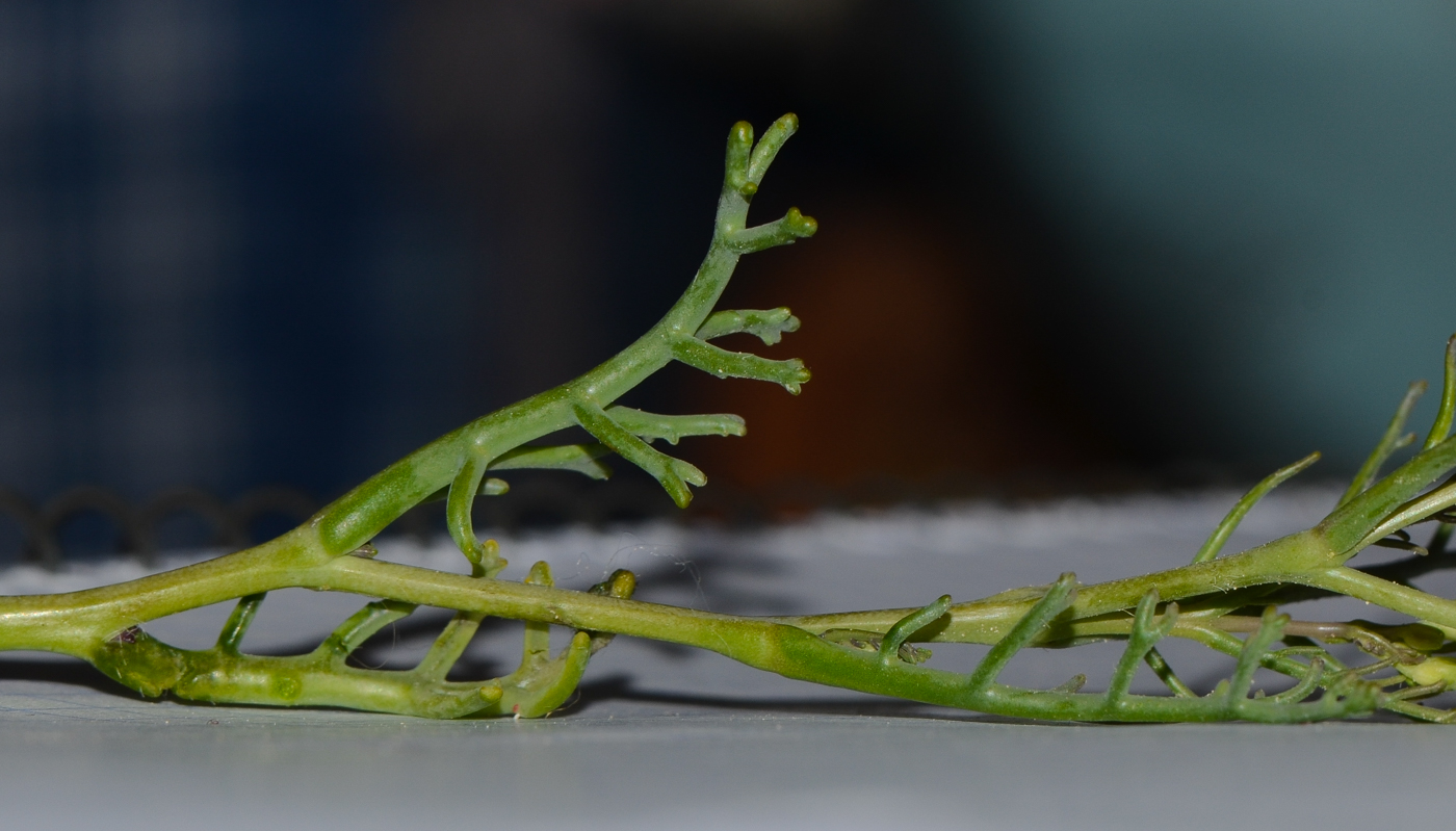 Image of Pseuderucaria clavata specimen.