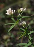 Trifolium lupinaster разновидность albiflorum. Верхушка генеративного побега. Казахстан, Восточно-Казахстанская обл., Зыряновский р-н, окр. пос. Новая Бухтарма, сосновый лес на склоне сопки. 12.08.2016.