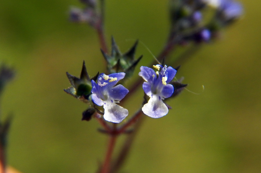 Изображение особи Amethystea caerulea.