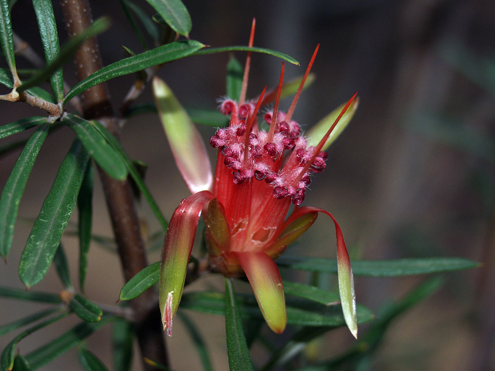 Image of Lambertia formosa specimen.