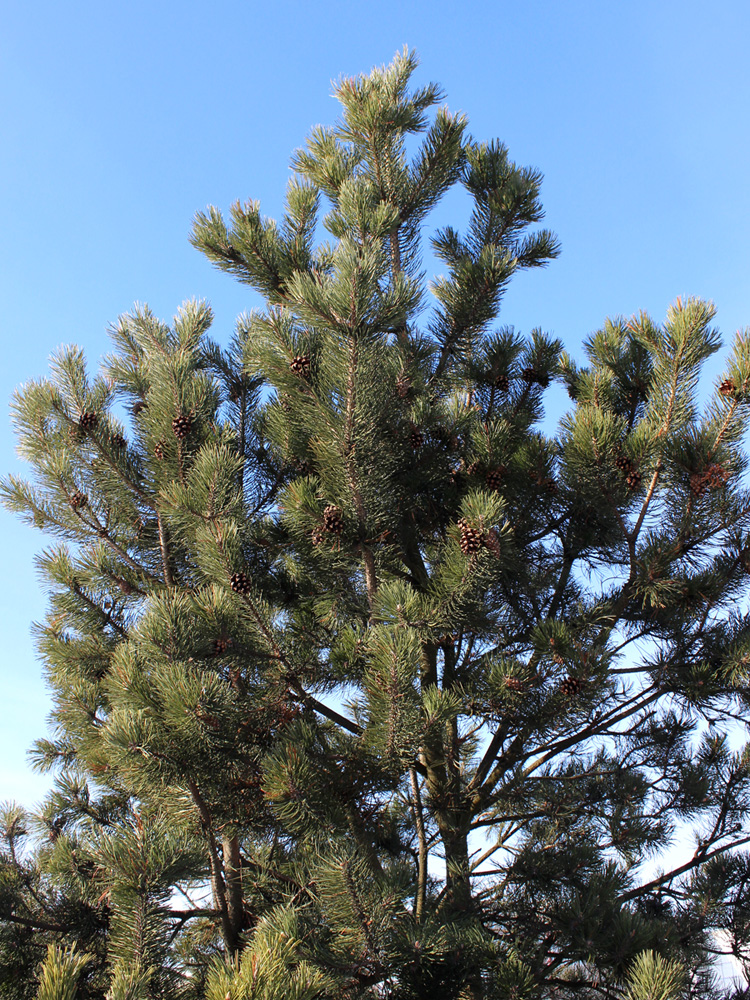 Изображение особи Pinus sylvestris.