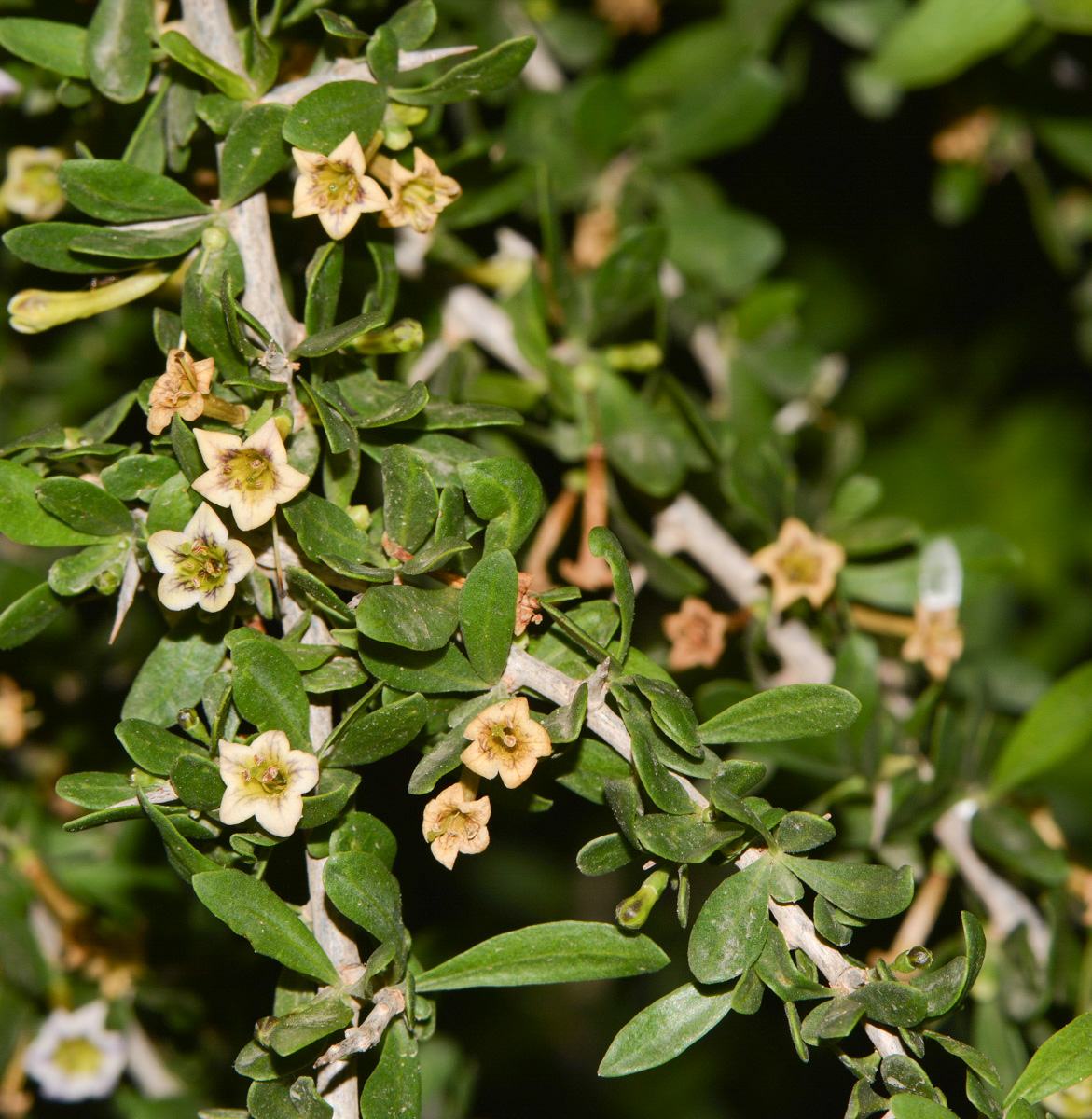 Image of Lycium schweinfurthii specimen.