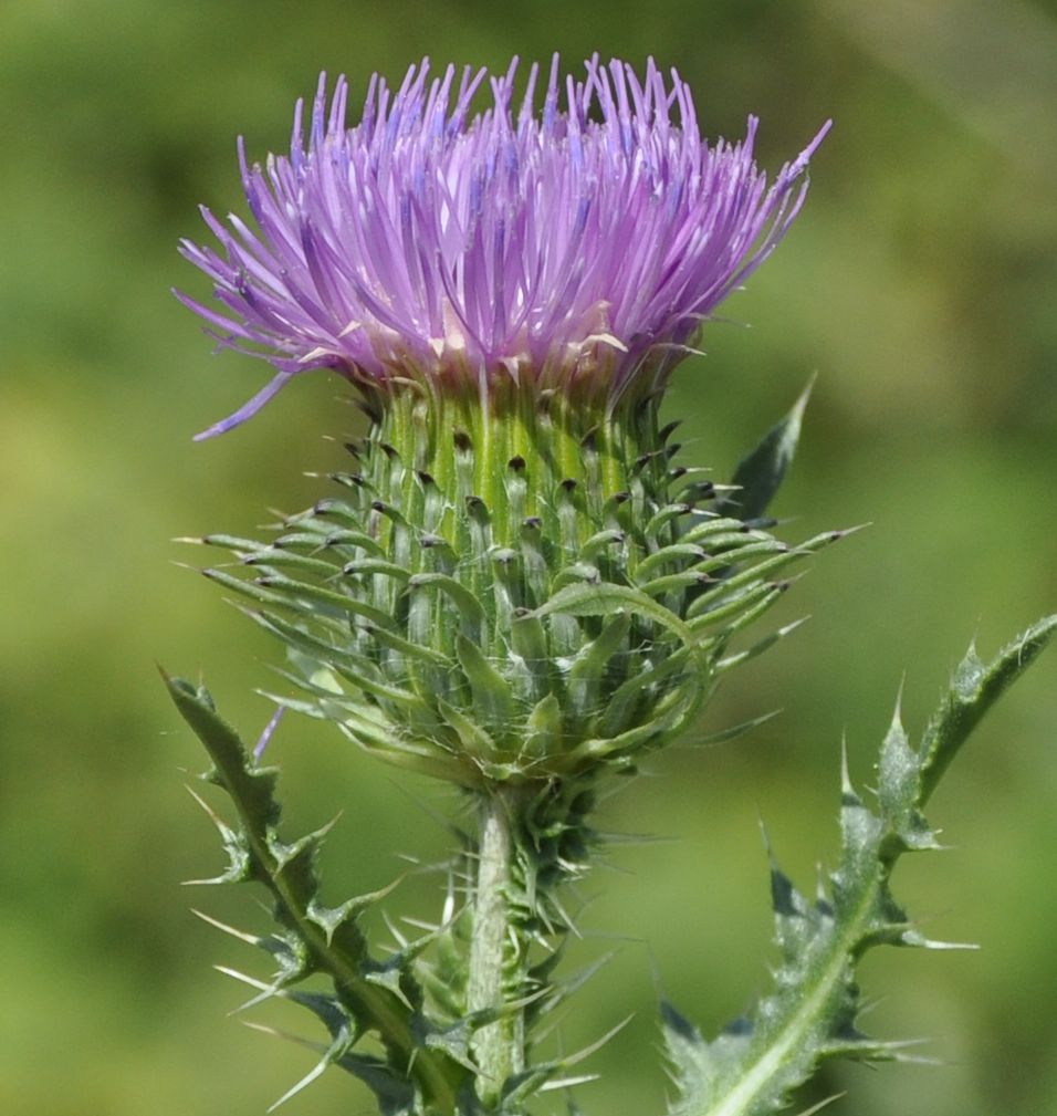 Image of genus Carduus specimen.