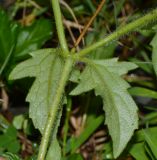 Tridax procumbens. Узел стебля с листьями. Таиланд, о-в Пхукет, курорт Ката, пустырь вдоль грунтовой дороги. 09.01.2017.