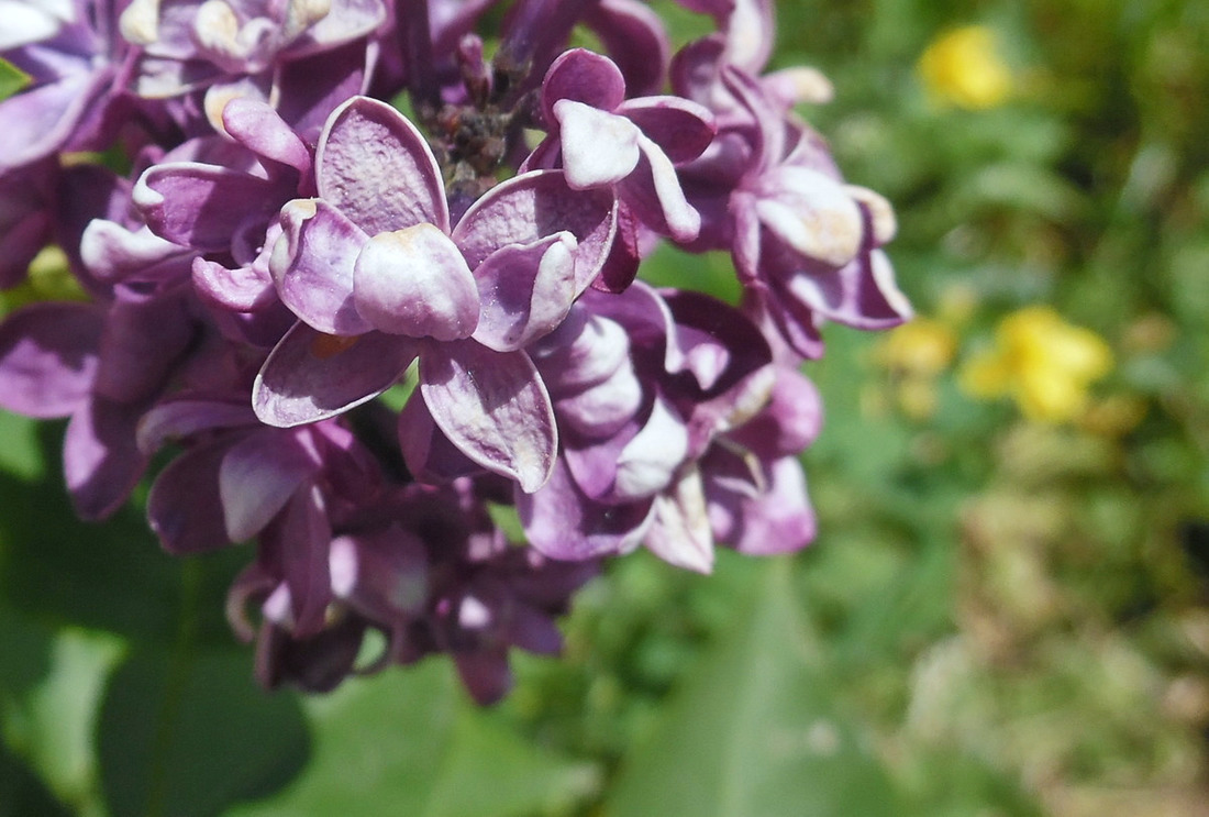 Image of Syringa vulgaris specimen.