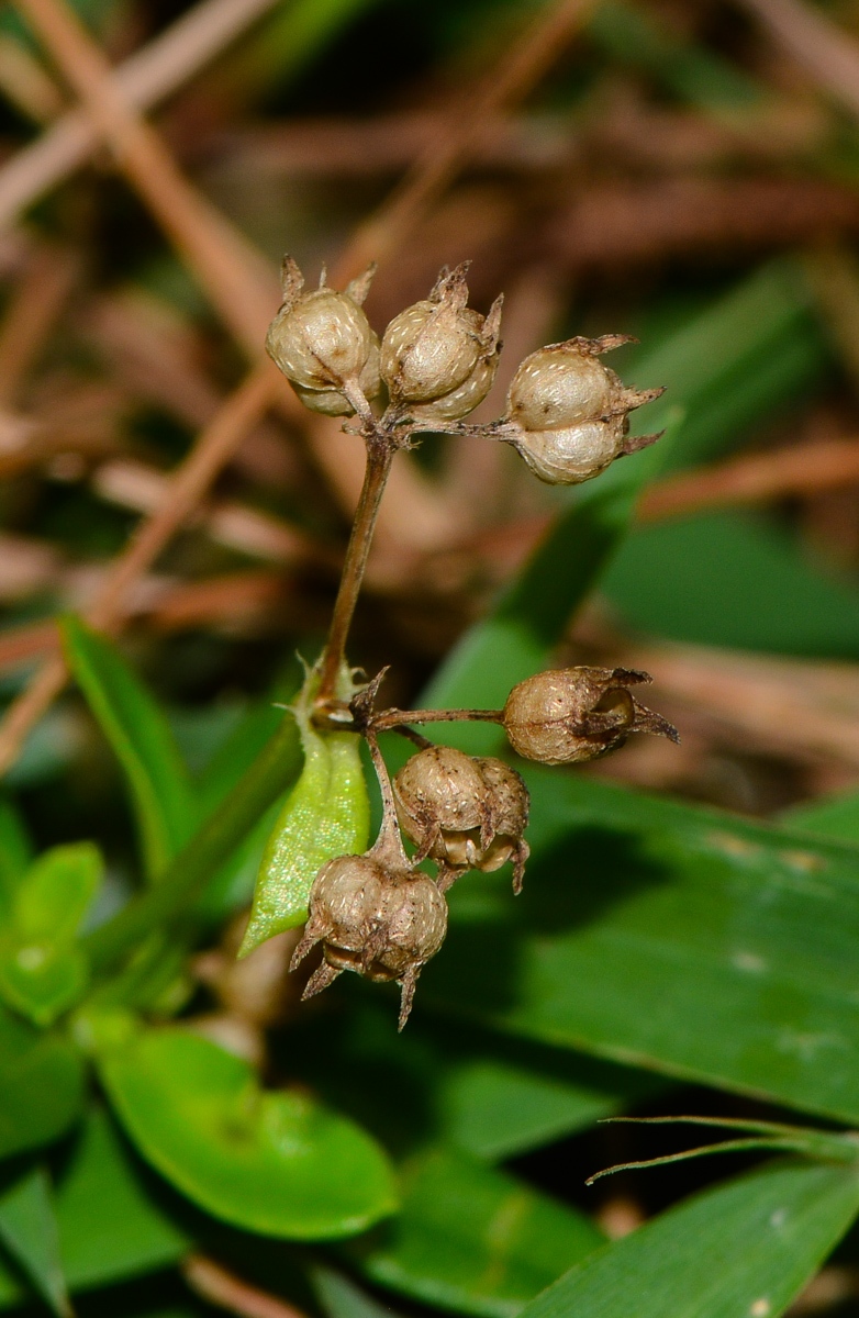 Image of Hedyotis pterita specimen.