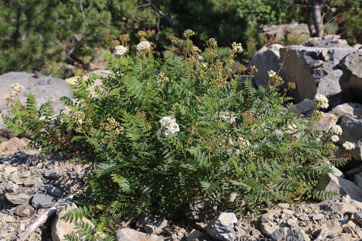 Image of Sorbaria grandiflora specimen.