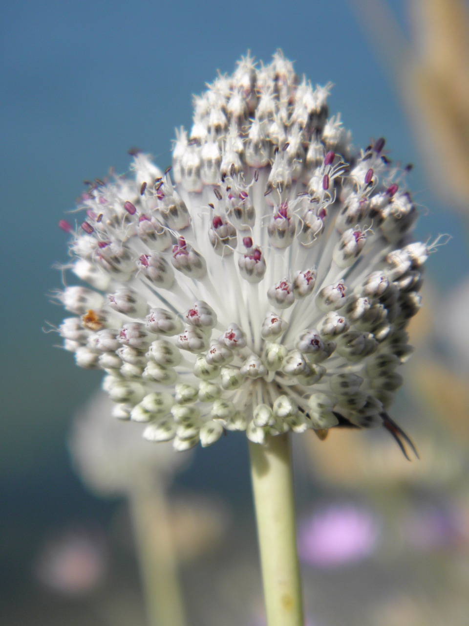 Image of Allium guttatum specimen.